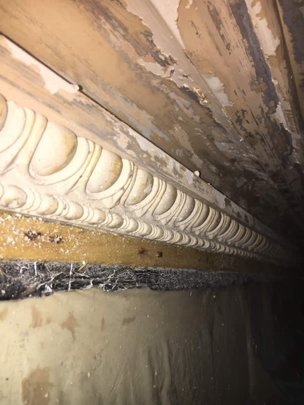 Close-up of egg-and-dart plaster moulding before repainting at Clissold Crescent.