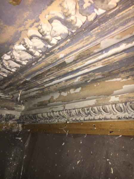 Decorative plaster cornice with leaf ornament and egg-and-dart detailing before repainting at Clissold Crescent.