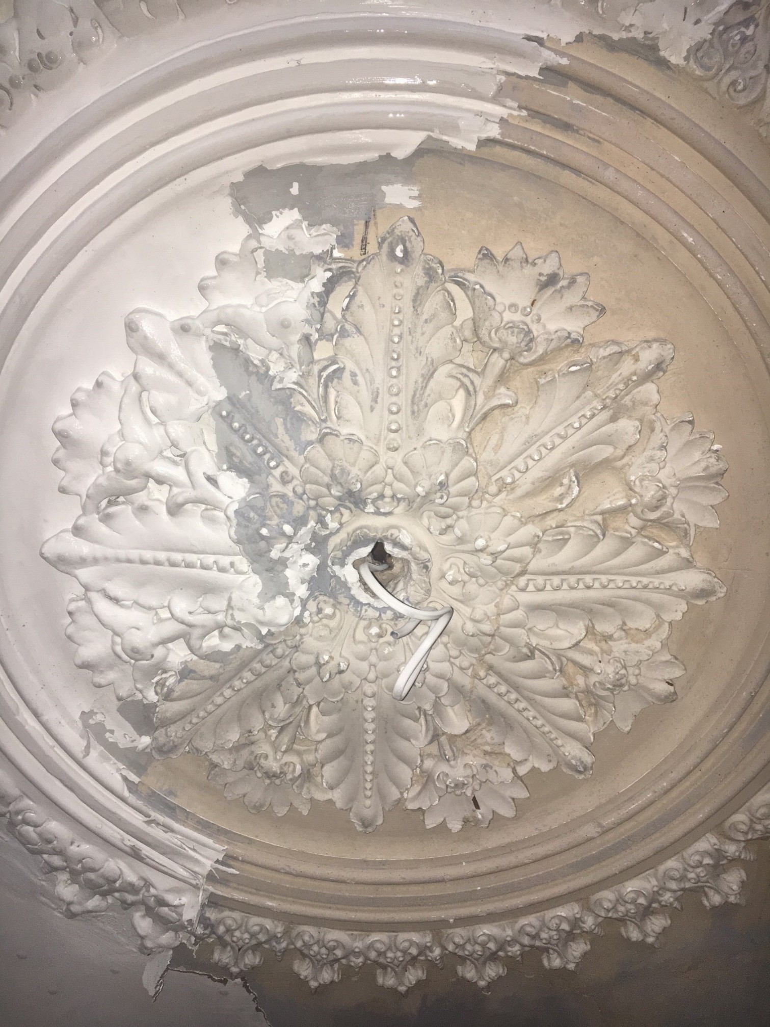 Close-up of leaf and bead detailing on a partially stripped plaster ceiling rose at Clissold Crescent.